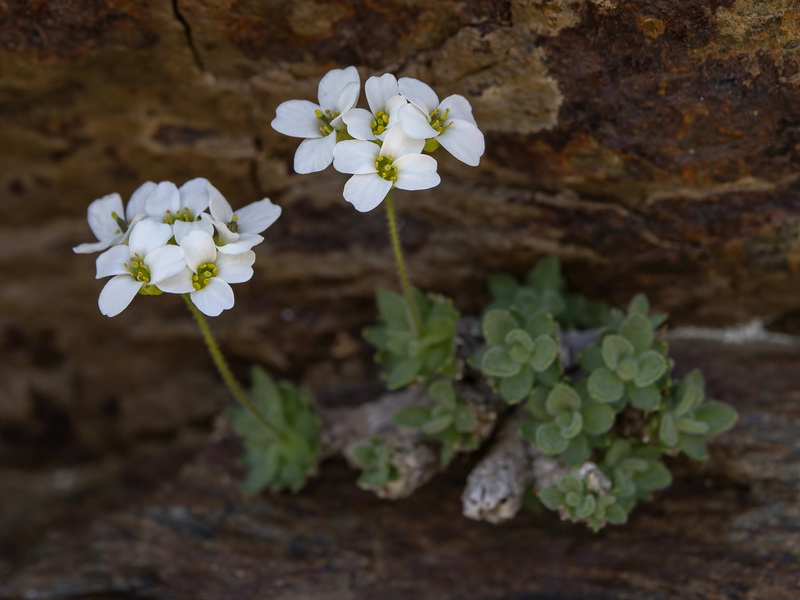 Draba dubia laevipes.06