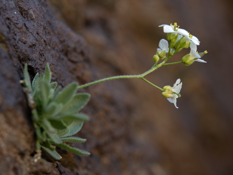 Draba dubia laevipes.20