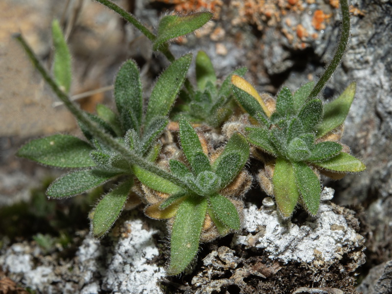 Draba dubia laevipes.05