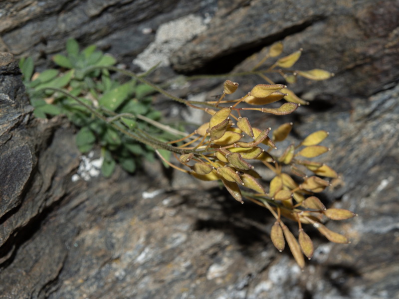 Draba dubia laevipes.09