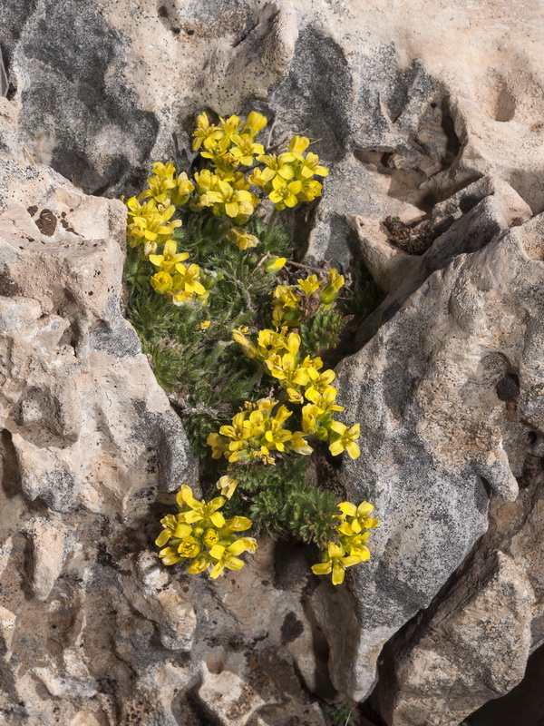 Draba hispanica hispanica.01