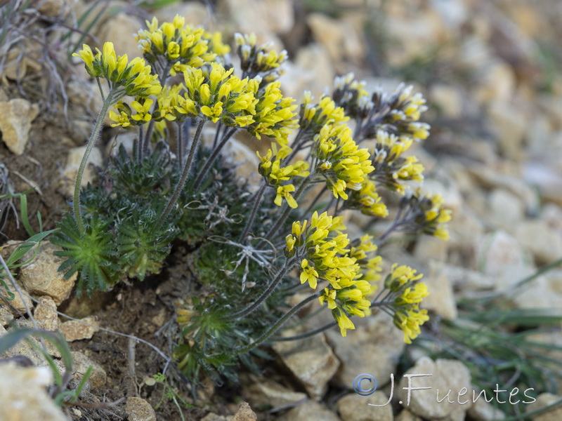 Draba hispanica hispanica.21