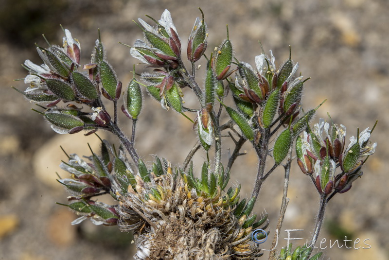 Draba hispanica hispanica.22