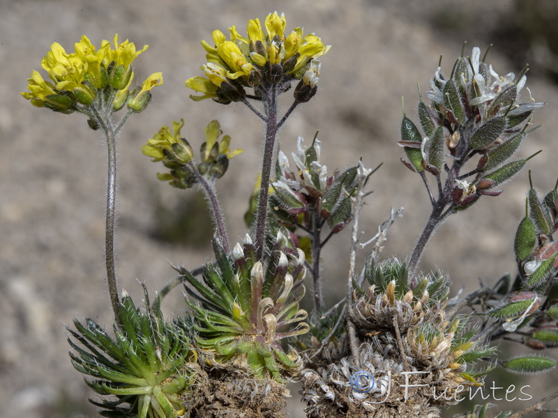 Draba hispanica hispanica.23