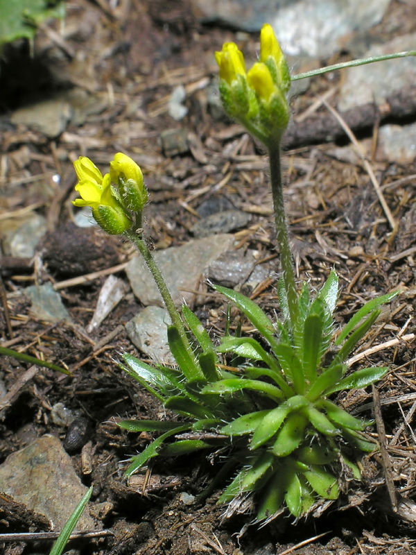 Draba hispanica laderoi.02