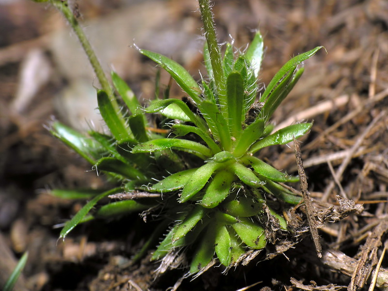 Draba hispanica laderoi.03