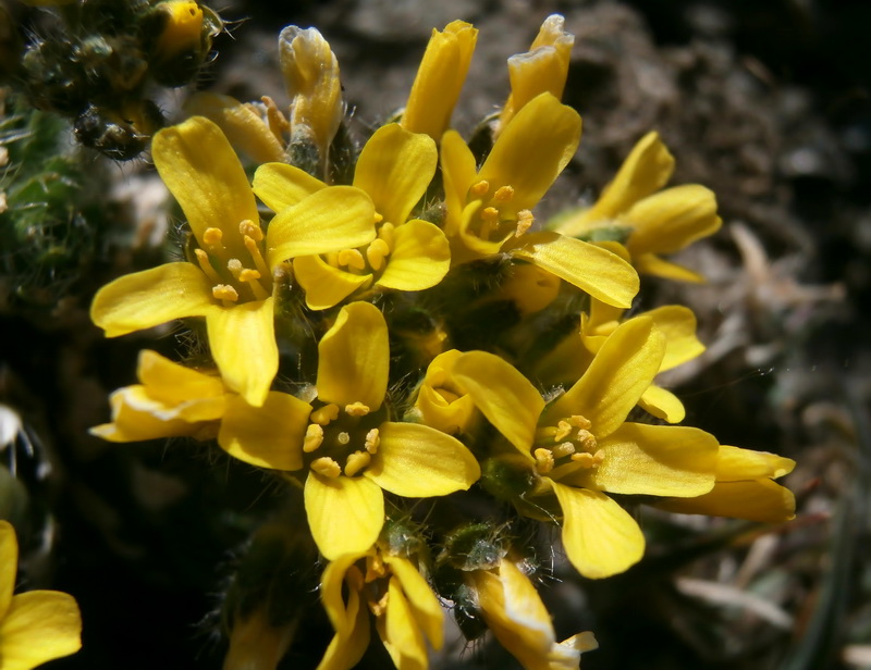 Draba hispanica laderoi.08