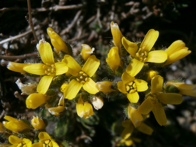 Draba hispanica laderoi.09