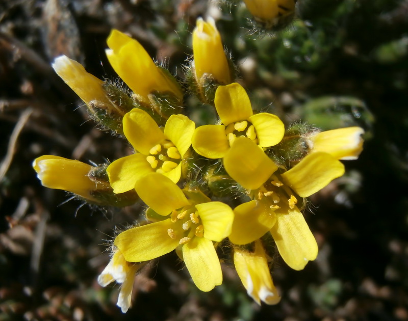 Draba hispanica laderoi.10