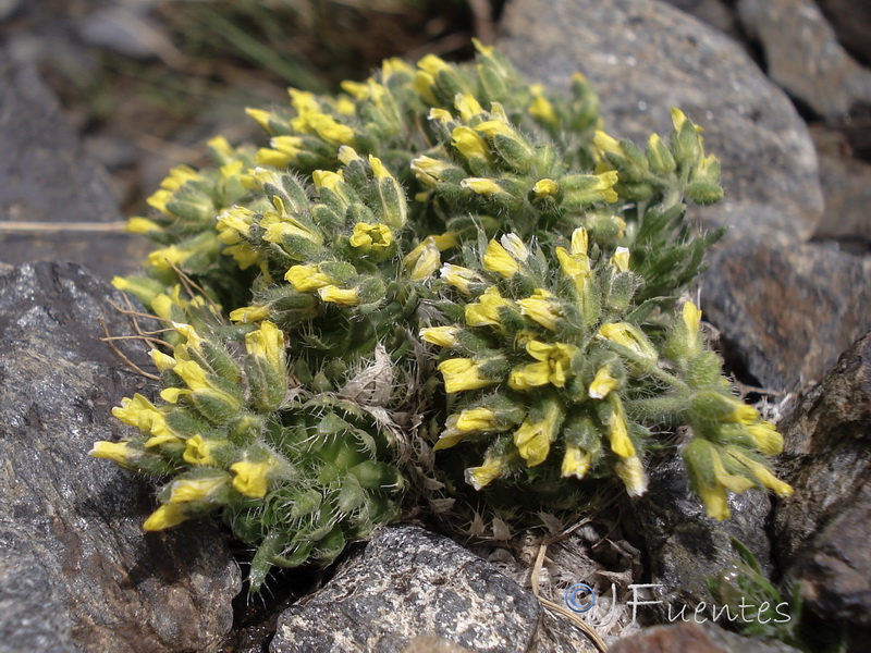 Draba hispanica laderoi.12