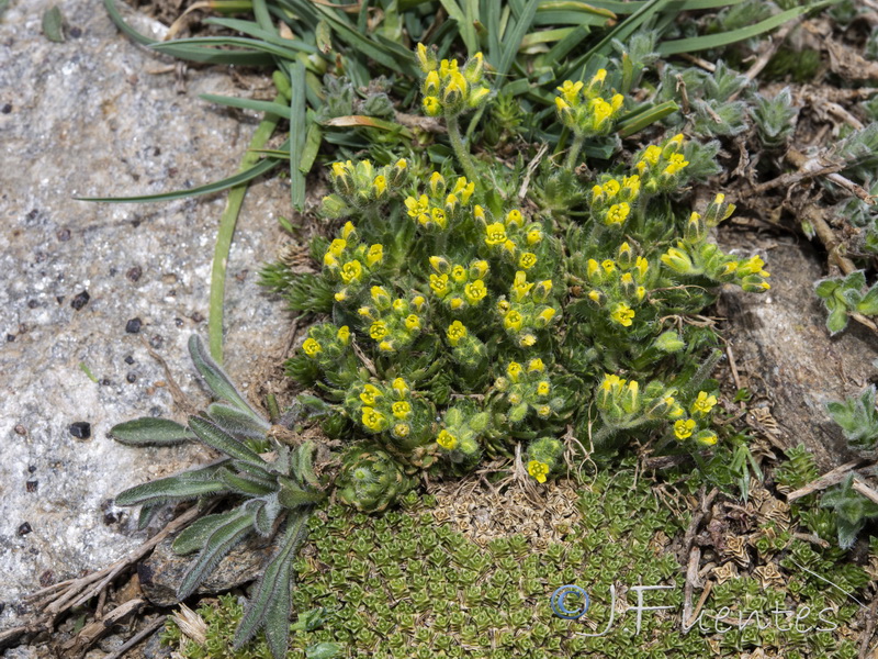 Draba hispanica laderoi.19