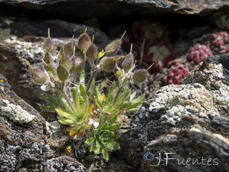 Draba hispanica laderoi.21