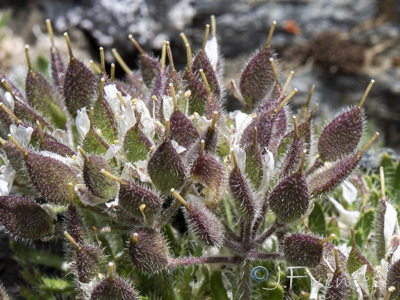 Draba hispanica laderoi.22