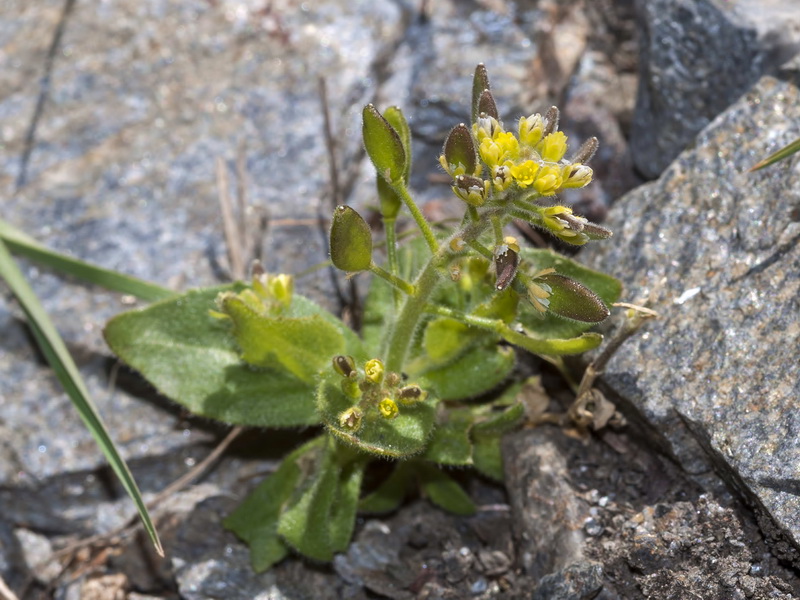 Draba lutescens.01
