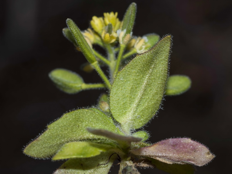 Draba lutescens.02