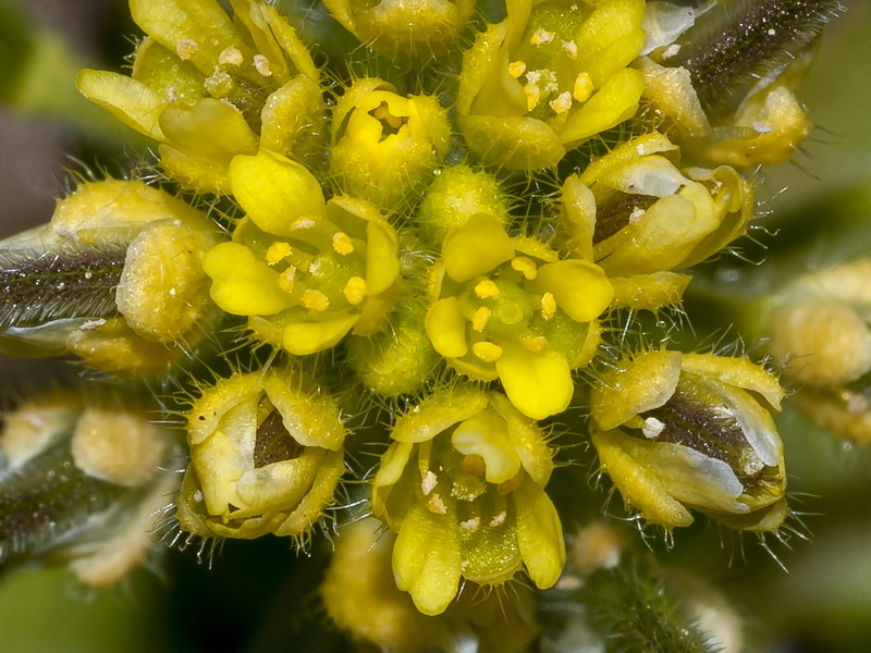 Draba lutescens.04