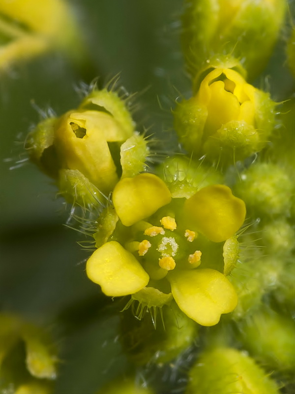 Draba lutescens.05
