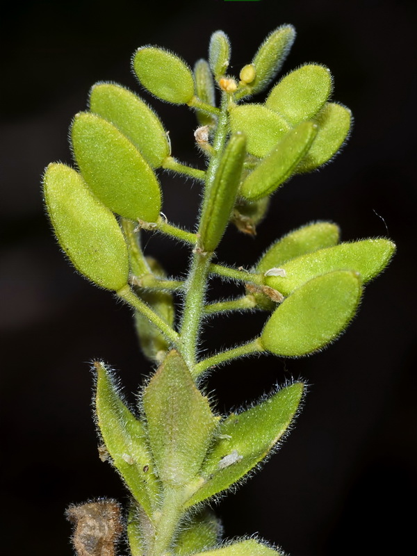 Draba lutescens.06