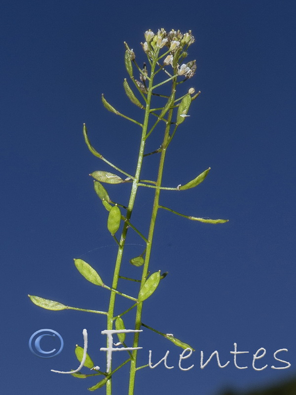 Draba muralis.04
