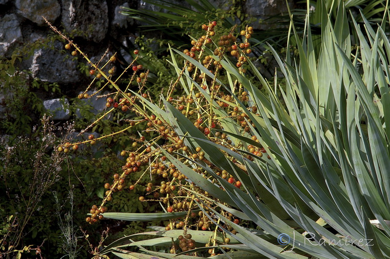 Dracaena drago08