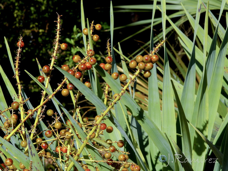 Dracaena drago09