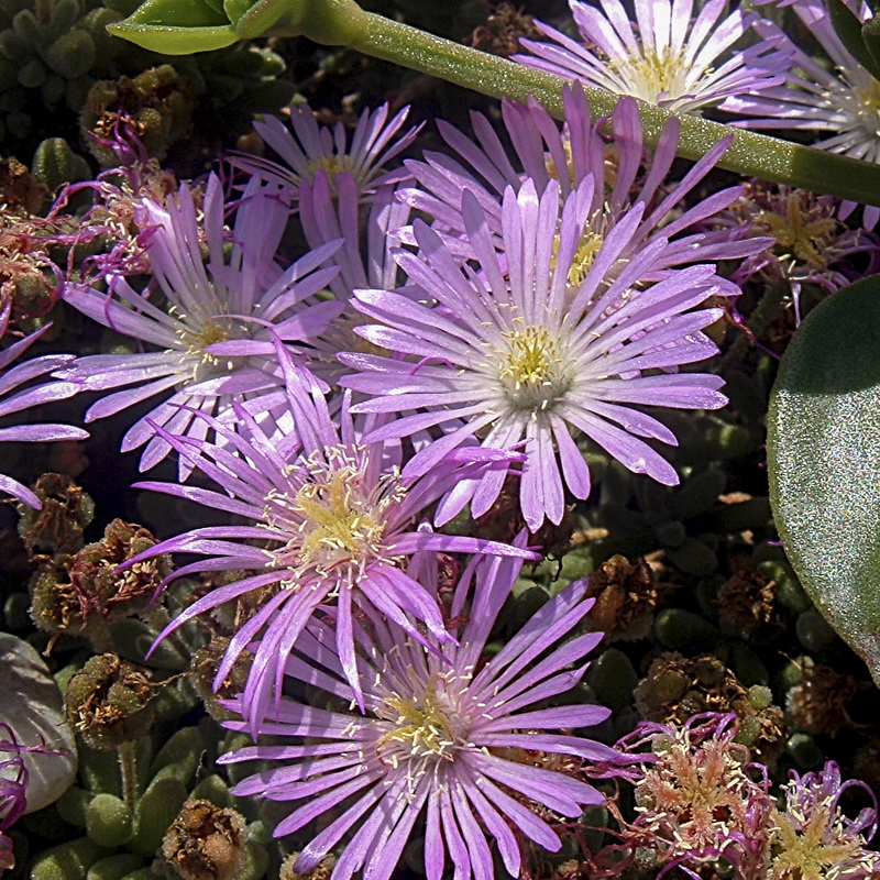 Drosanthemum floribundum.03