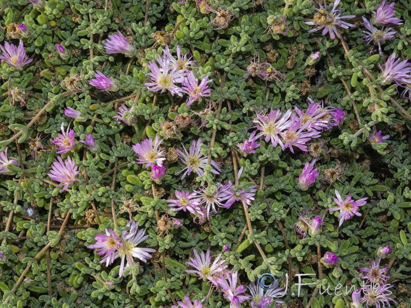 Drosanthemum floribundum.04