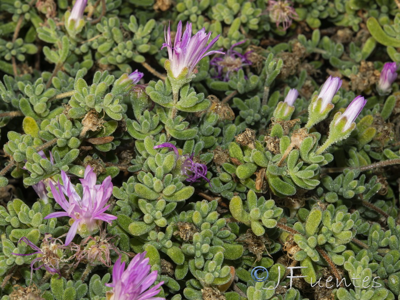 Drosanthemum floribundum.05