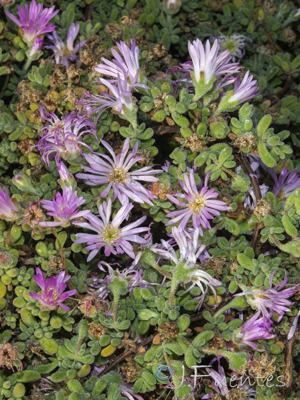 Drosanthemum floribundum.06