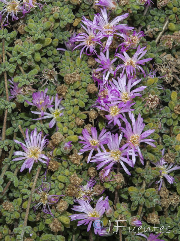 Drosanthemum floribundum.07