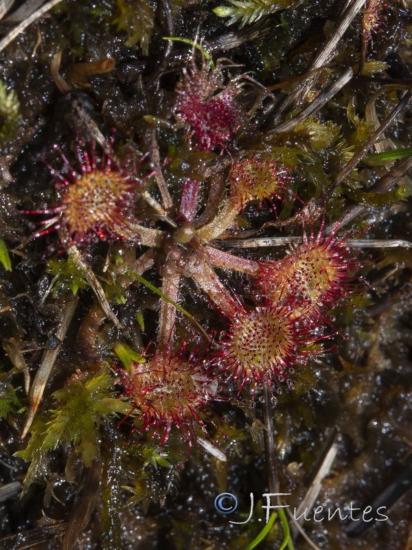 Drosera rotundifolia.01