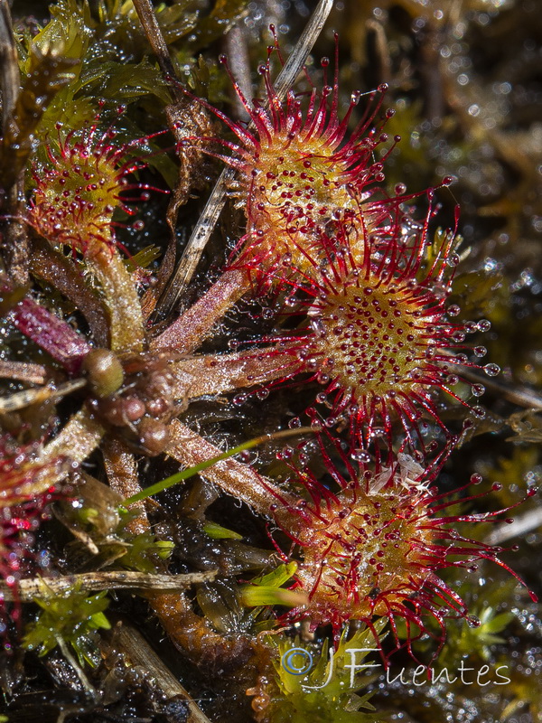 Drosera rotundifolia.02