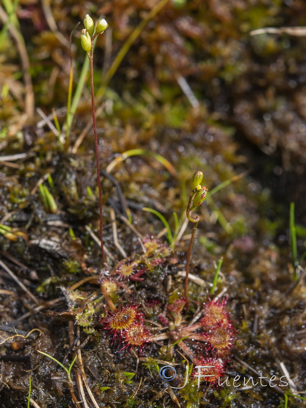 Drosera rotundifolia.04