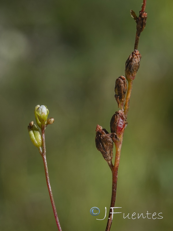 Drosera rotundifolia.05
