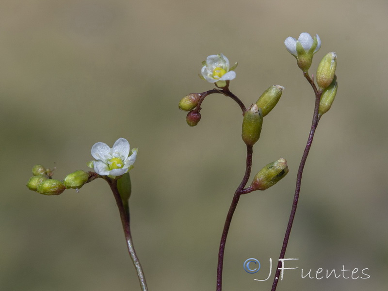 Drosera rotundifolia.08