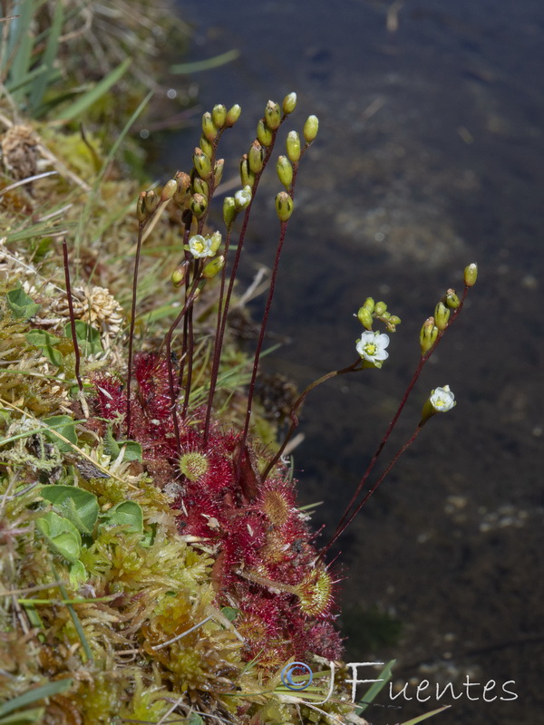 Drosera rotundifolia.09