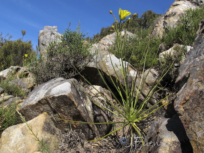 Drosophyllum lusitanicum.02