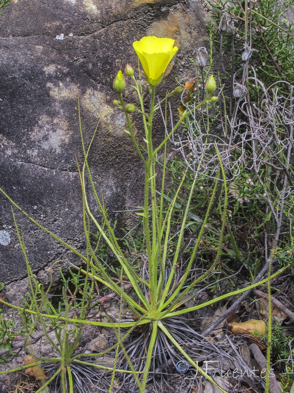 Drosophyllum lusitanicum.03