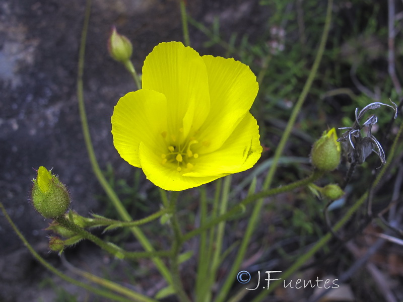 Drosophyllum lusitanicum.08