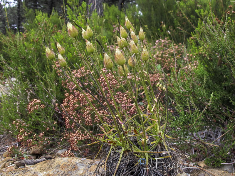 Drosophyllum lusitanicum.09