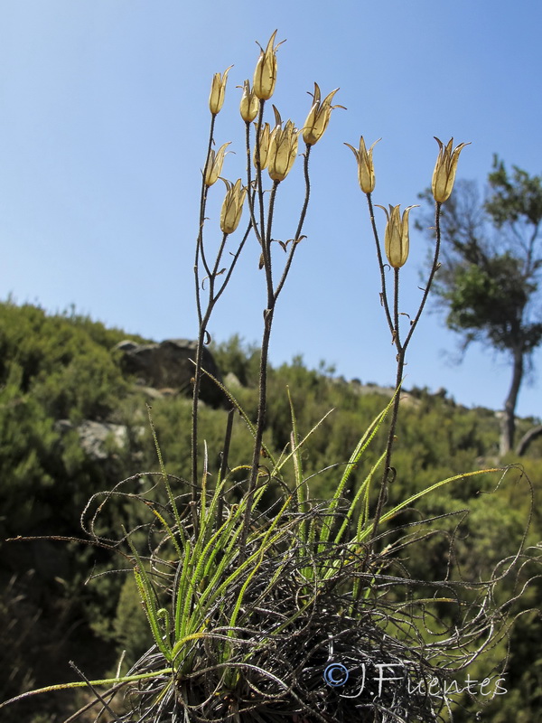 Drosophyllum lusitanicum.10