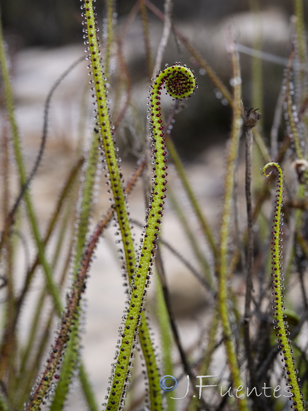 Drosophyllum lusitanicum.04