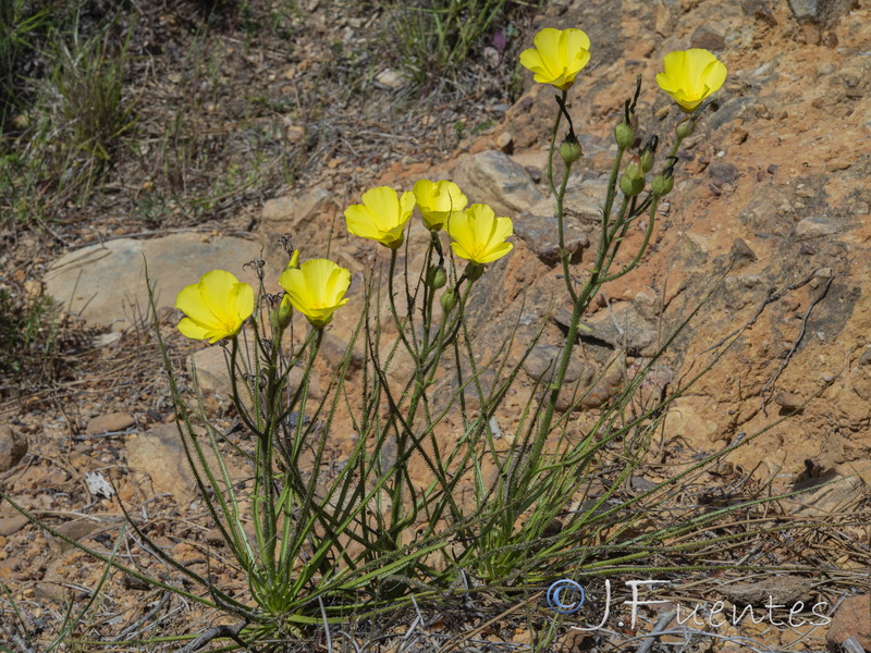 Drosophyllum lusitanicum.21