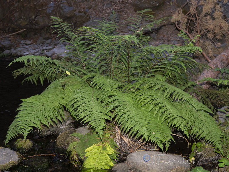 Dryopteris abbreviata.03