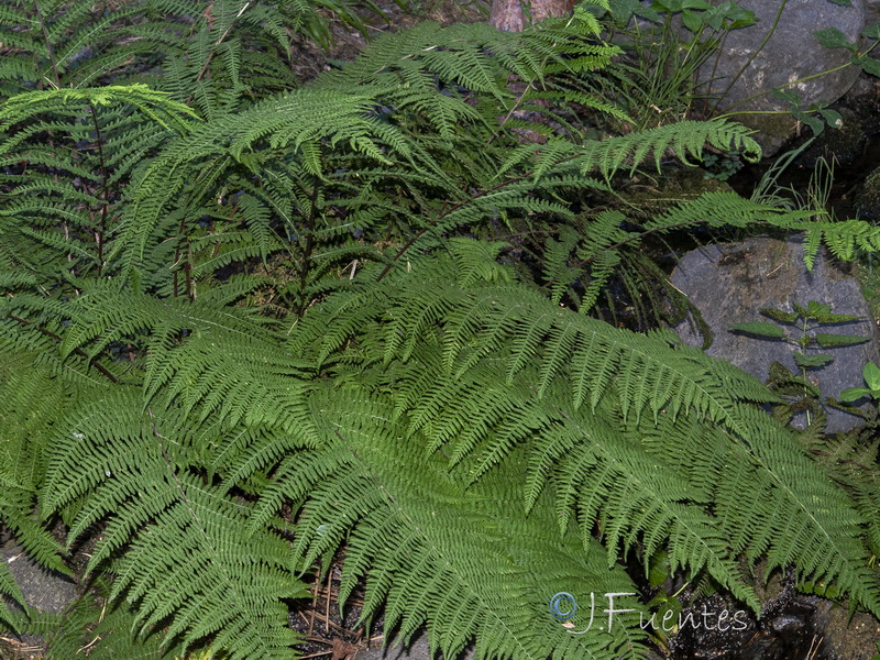 Dryopteris abbreviata.04