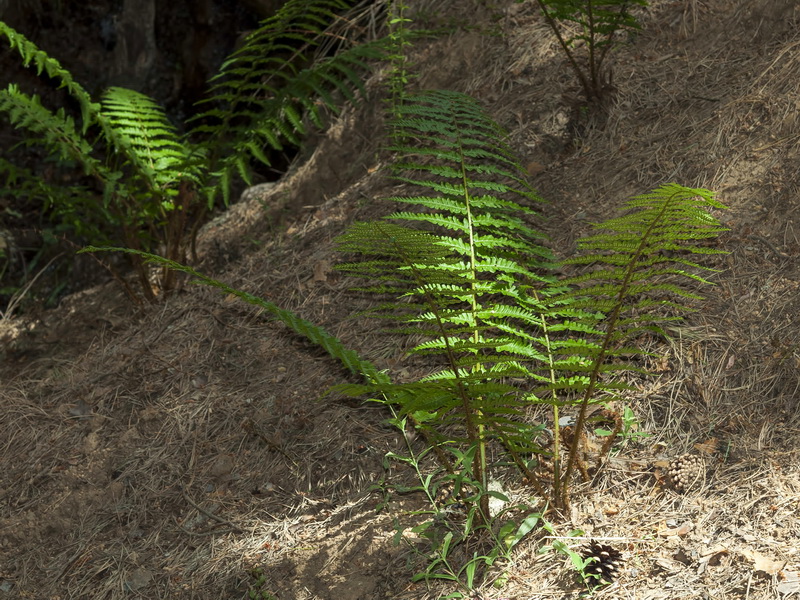 Dryopteris affinis borreri.01