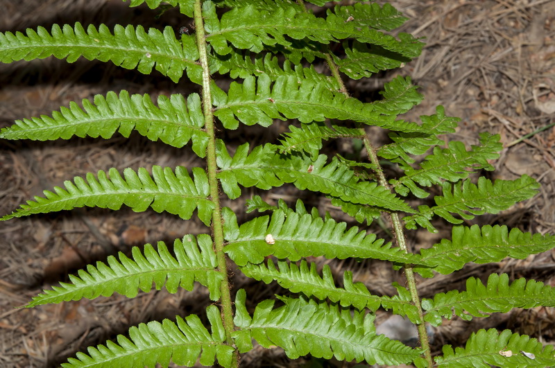 Dryopteris affinis borreri.02