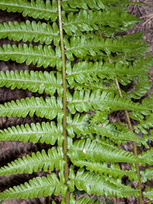 Dryopteris affinis borreri.03