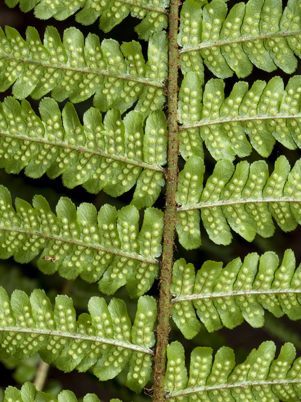 Dryopteris affinis borreri.04