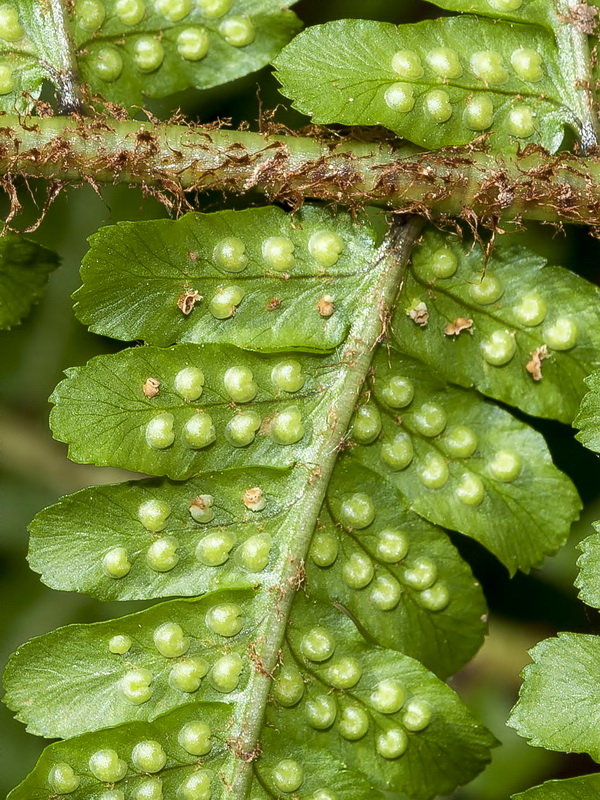 Dryopteris affinis borreri.05